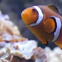 Aquarium de Lyon : à la découverte de poissons du monde entier
