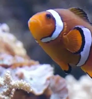 Aquarium de Lyon : à la découverte de poissons du monde entier