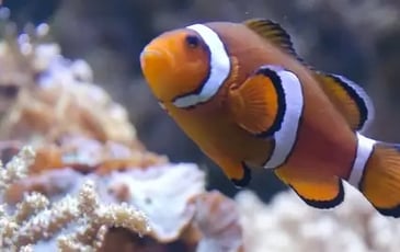 Aquarium de Lyon : à la découverte de poissons du monde entier
