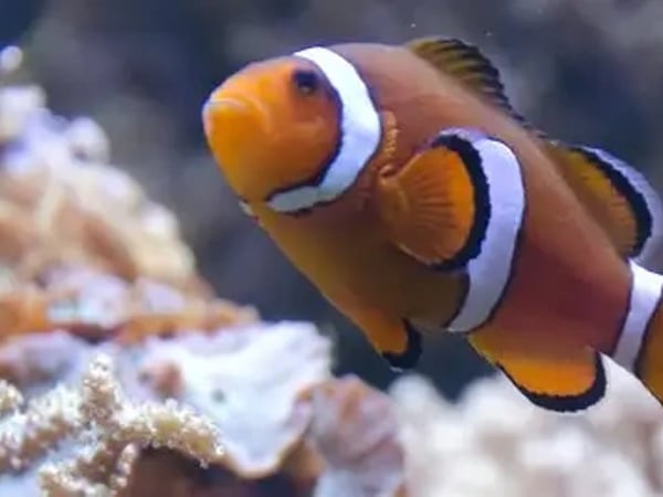 Aquarium de Lyon : à la découverte de poissons du monde entier