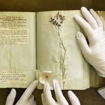 L'herbier de l'Université Lyon 1 : des collectes du XVIIIème siècle à l'herbier virtuel
