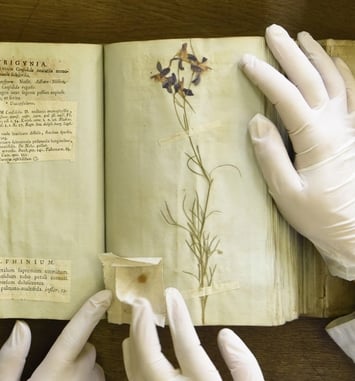 L'herbier de l'Université Lyon 1 : des collectes du XVIIIème siècle à l'herbier virtuel