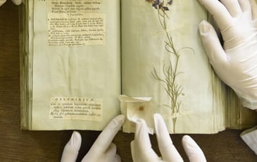 L'herbier de l'Université Lyon 1 : des collectes du XVIIIème siècle à l'herbier virtuel