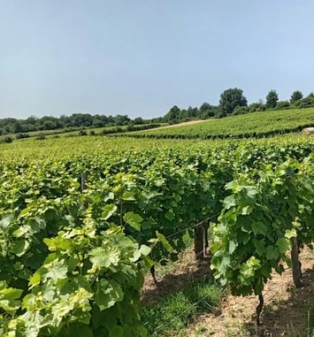 Visite commentée du Conservatoire National du Gamay
