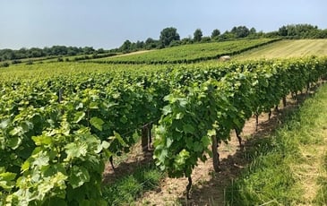 Visite commentée du Conservatoire National du Gamay