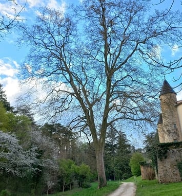Découverte des arbres du parc du château de Curis