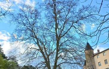 Découverte des arbres du parc du château de Curis