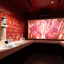 Visite libre du musée