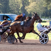 A la découverte de l'hippodrome et de ses côté coulisses pendant les courses