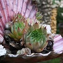Le jardin Rosa Mir