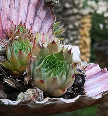 Le jardin Rosa Mir