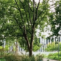 Balade et histoires des arbres du Mas du Taureau