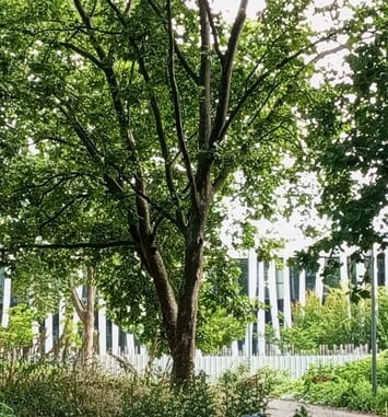 Balade et histoires des arbres du Mas du Taureau