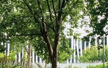 Balade et histoires des arbres du Mas du Taureau