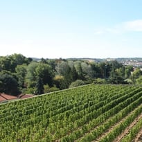 À la découverte des vignes de Beauregard