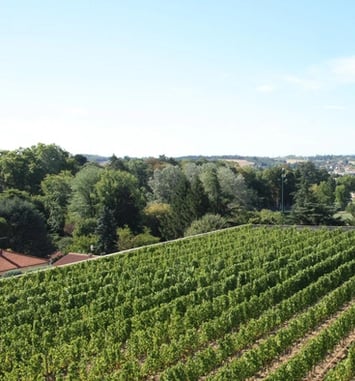 À la découverte des vignes de Beauregard