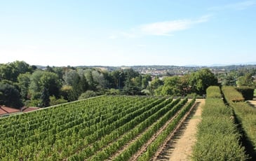 À la découverte des vignes de Beauregard