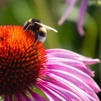 Les plantes et insectes au gré du vallon des Torrières