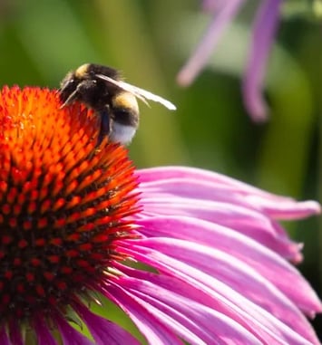 Les plantes et insectes au gré du vallon des Torrières