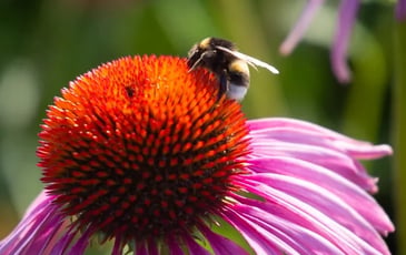 Les plantes et insectes au gré du vallon des Torrières