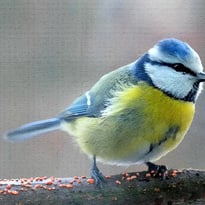 Les oiseaux de notre commune : Exposition « Un air d'autrefois »