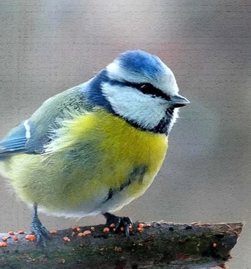 Les oiseaux de notre commune : Exposition « Un air d'autrefois »