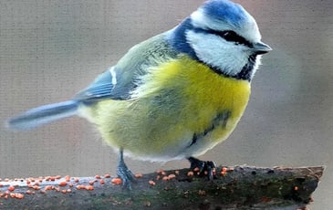 Les oiseaux de notre commune : Exposition « Un air d'autrefois »