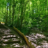Visite guidée du Bois de la Caille