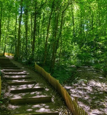 Visite guidée du Bois de la Caille