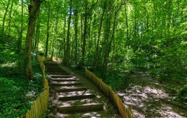 Visite guidée du Bois de la Caille