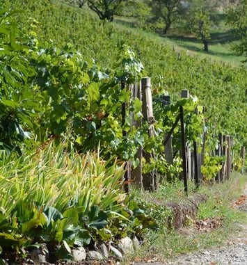 Visite de la vigne du Val Foron et de l'éco pâturage