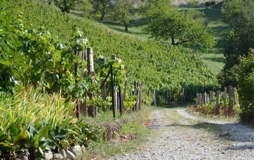 Visite de la vigne du Val Foron et de l'éco pâturage