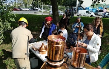 Distillation des rosiers de Damas