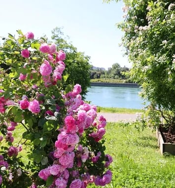 Visite guidée Roseraie de Saint-Clair, jardin des roses du monde