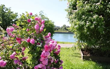 Visite guidée Roseraie de Saint-Clair, jardin des roses du monde