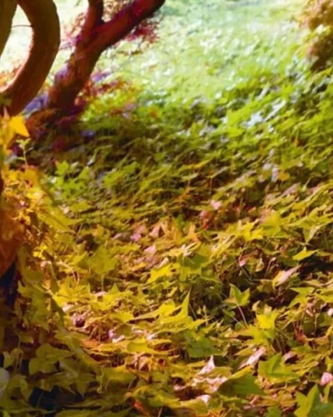 Peer Gynt