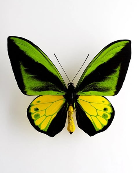 Papillons