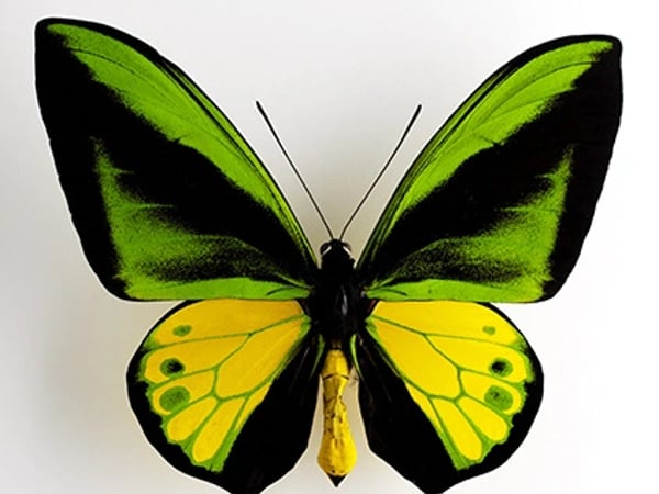 Papillons